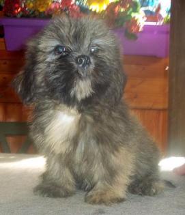 Lhasa Apso Welpen