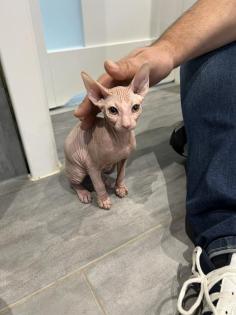 Sphynx Kitten Weiblich 12Wochen alt