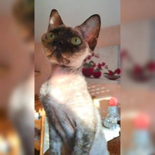 Devon Rex kitten suchen gute Zuhause