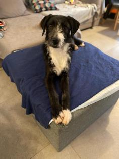 Schnauzer Mix Merlin