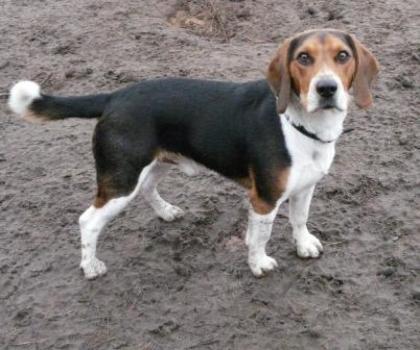 Beagle Rüde 1 J. , DRINGEND