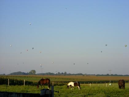 Boxen frei gerne auch Gnadenbrotpferde