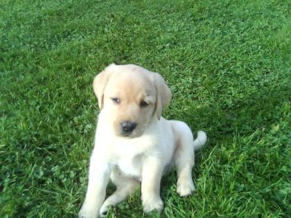 Labrador Baby