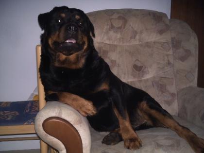 7 Jahre alter MINI Rottweiler abzugeben. Gratis