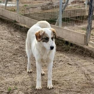 Filou - sucht erfahrene Menschen und eine laendliche Gegend