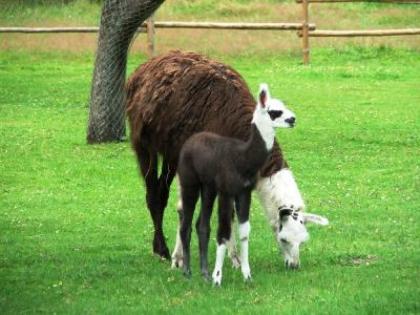 Lama s abzugeben