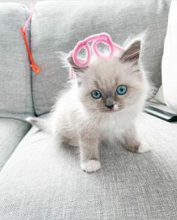 Perfekte Ragdoll Katzen Babies mit Papieren