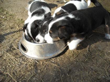 Kleine Jack Russels tricolor, reinrassig o. P. suchen neue Herausforderung