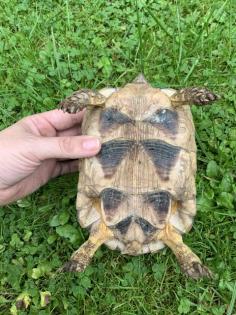 Testudo Marginata Breitrandschildkröte NZ2009 männlich