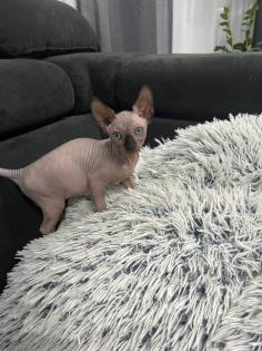 Sphynx Kitten/Katzen