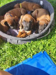 Bayerische Gebirgsschweißhunde Welpen