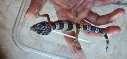 Leopardgecko aus Hobbyzucht