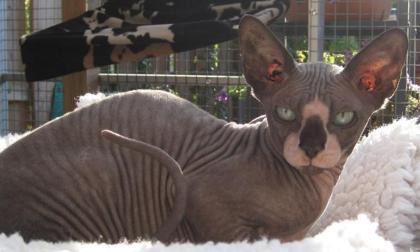 Sphynx canadian