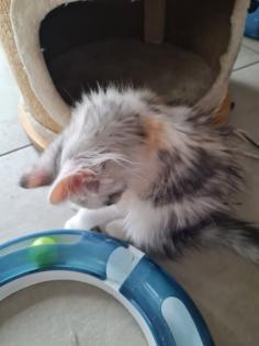 Maincoon Kitten reinrassig