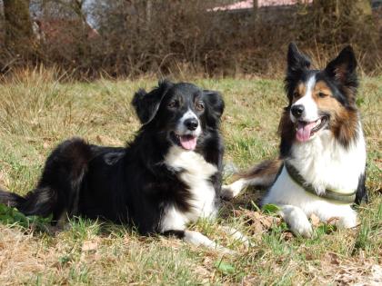 Border Collie Welpen aus gesunder Leistungszucht