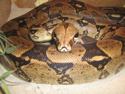 Verkaufe 1Boa-Constrictor-constrictor/w, 4j 1Boa-Constrictor-imperator/m, 4j