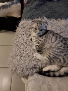 Bkh Kater silver black tabby whiskas