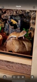 Leopardgeckos mit komplett eingerichtetem Terrarium abzugeben