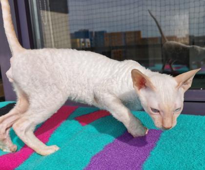 Wunderschönen Cornish Rex Lockenkatzen