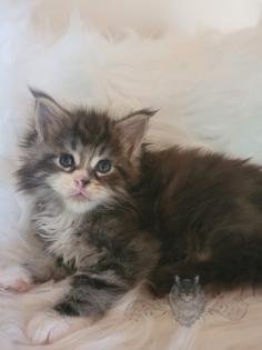 Wundervolle Maine Coon Kitten