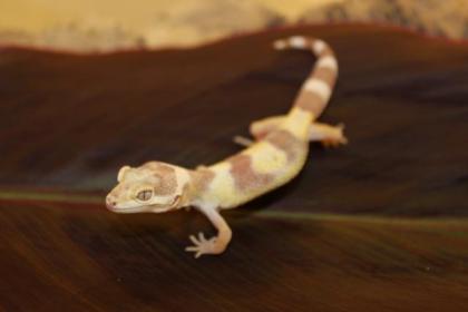 Leopardgeckos Eublepharis macularius