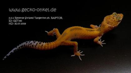 Leopardgeckos aus 2021 abzugeben