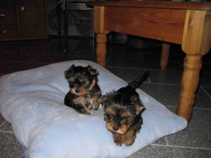 Yorkshire Terrier Welpen 10 Wochen