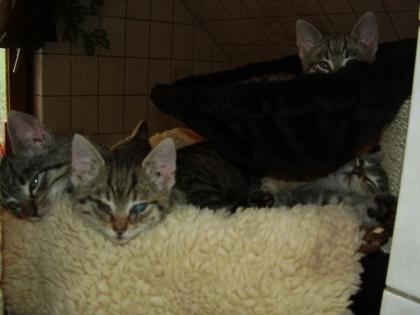 Kleine grau/getiegerte Katzenbabys