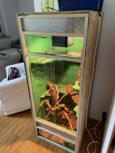 3 Kornnattern inklusive Terrarium