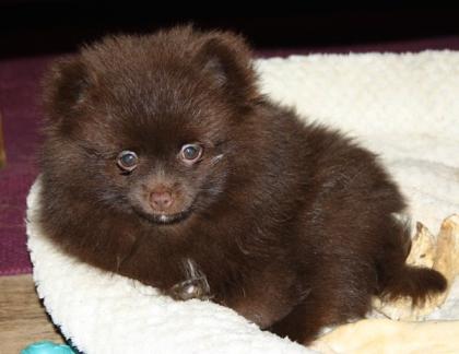 Hübsche Pomchi Zwergspitz Kleinspitz Welpen in creme und schoko