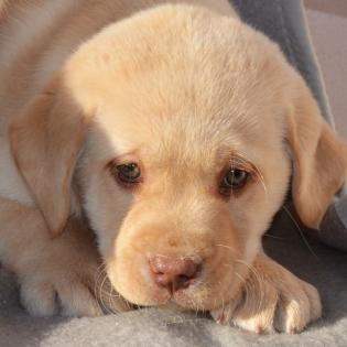 Labrador Welpen in braun und blond