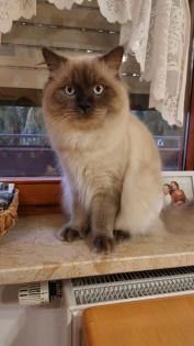 Deckkater Ragdoll Eisblaue Augen