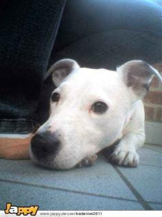 Jack- Russel- Mix