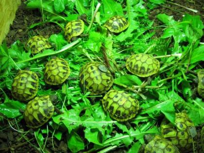 Griechische Landschildkröten Weiblich