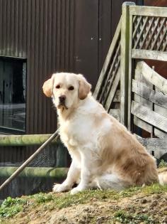 Golden Retriever Wurfankündigung