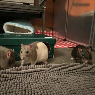 3 Männchen Ratten - Geschwister