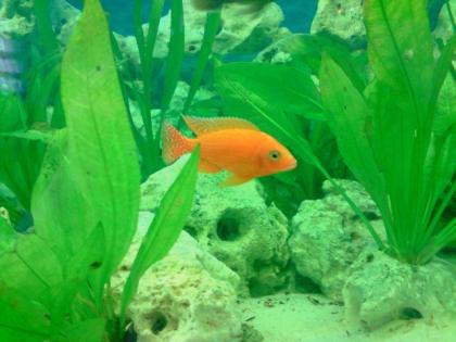 Aulonocara Fire Fish