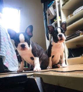 Boston Terrier Welpen mit Stammbaum