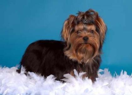 Yorkshire-Terrier Wurfankündigung zum 27. 10. 2021