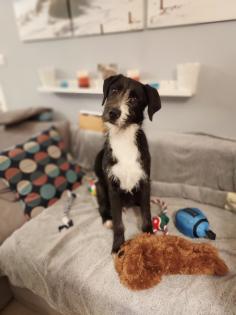 Schnauzer Mix Merlin