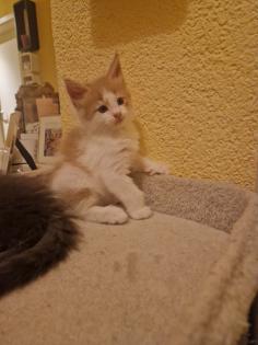 Reinrassige Maine Coon Kitten