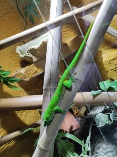 Phelsuma grandis abzugeben