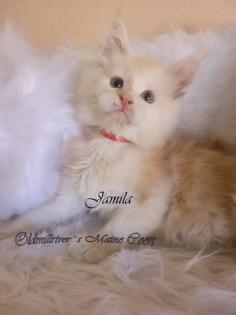 Wundervolle Maine Coon Kitten