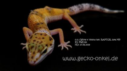 Leopardgeckos aus 2021 abzugeben