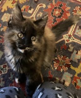 Maine Coon Kitten suchen ihr zukünftiges zu Hause