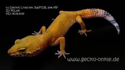 Leopardgeckos aus 2021 abzugeben