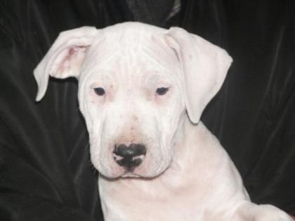 Dogo Argentino Welpen