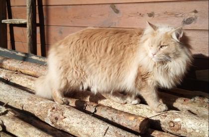 Maine Coon Kitten suchen ihr zukünftiges zu Hause