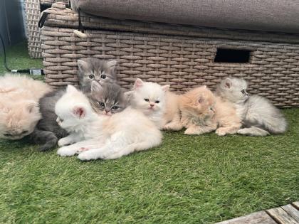 Wunderbare Perser Kitten suchen liebevolle Familien