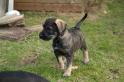 Riesenschnauzer Welpen pfeffer-salz